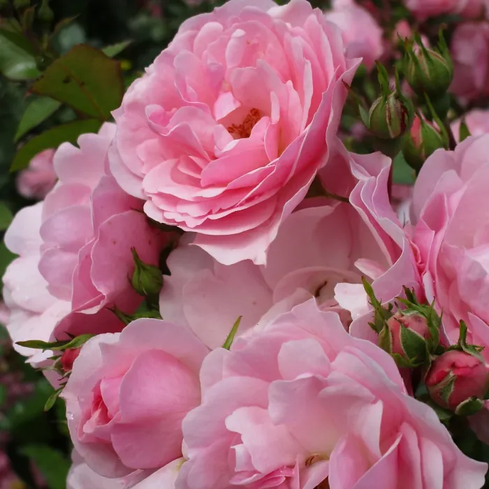 3 x Rose Bush Bonica in 3L Pot - Pink Summer Autumn Outdoor Low Growing Groundcover Plant for Bedding, Containers or Borders