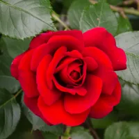 2 x Rose Bush Stromboli in 3L Pot - Red Summer Autumn Outdoor Compact Upright Plant for Bedding, Containers or Borders