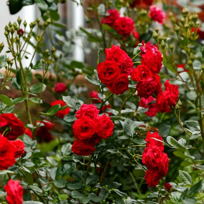 2 x Rose Bush Stromboli in 3L Pot - Red Summer Autumn Outdoor Compact Upright Plant for Bedding, Containers or Borders