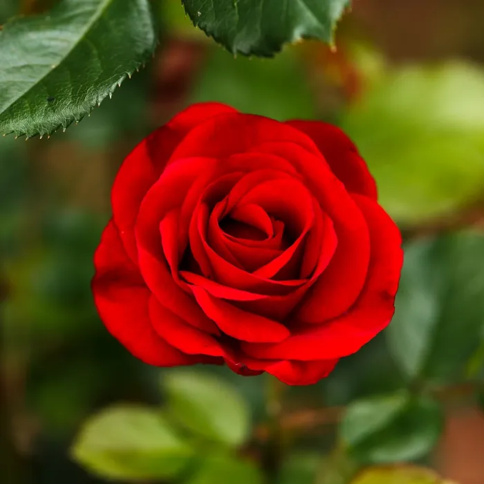 2 x Rose Bush Stromboli in 3L Pot - Red Summer Autumn Outdoor Compact Upright Plant for Bedding, Containers or Borders