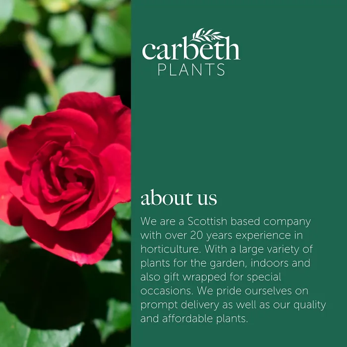 2 x Rose Bush Stromboli in 3L Pot - Red Summer Autumn Outdoor Compact Upright Plant for Bedding, Containers or Borders