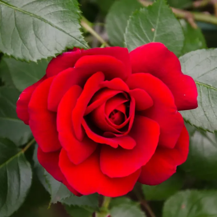 3 x Rose Bush Stromboli in 3L Pot - Red Summer Autumn Outdoor Compact Upright Plant for Bedding, Containers or Borders