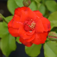 1 x Rose Bush La Sevillana in 3L Pot - Red Summer Autumn Outdoor Compact Shrub Plant for Bedding, Containers or Borders