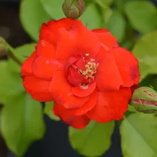 1 x Rose Bush La Sevillana in 3L Pot - Red Summer Autumn Outdoor Compact Shrub Plant for Bedding, Containers or Borders