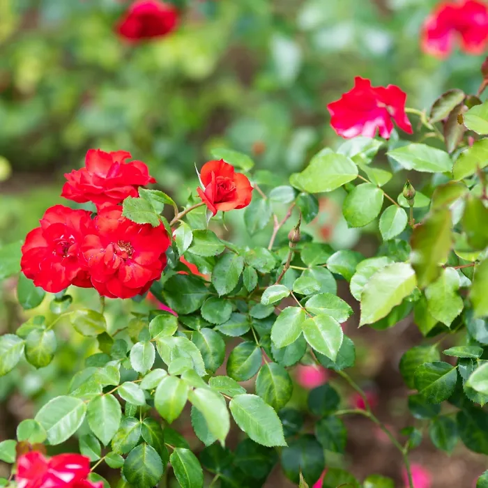 1 x Rose Bush La Sevillana in 3L Pot - Red Summer Autumn Outdoor Compact Shrub Plant for Bedding, Containers or Borders