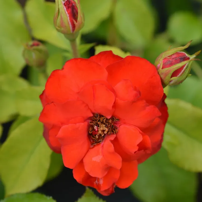 1 x Rose Bush La Sevillana in 3L Pot - Red Summer Autumn Outdoor Compact Shrub Plant for Bedding, Containers or Borders