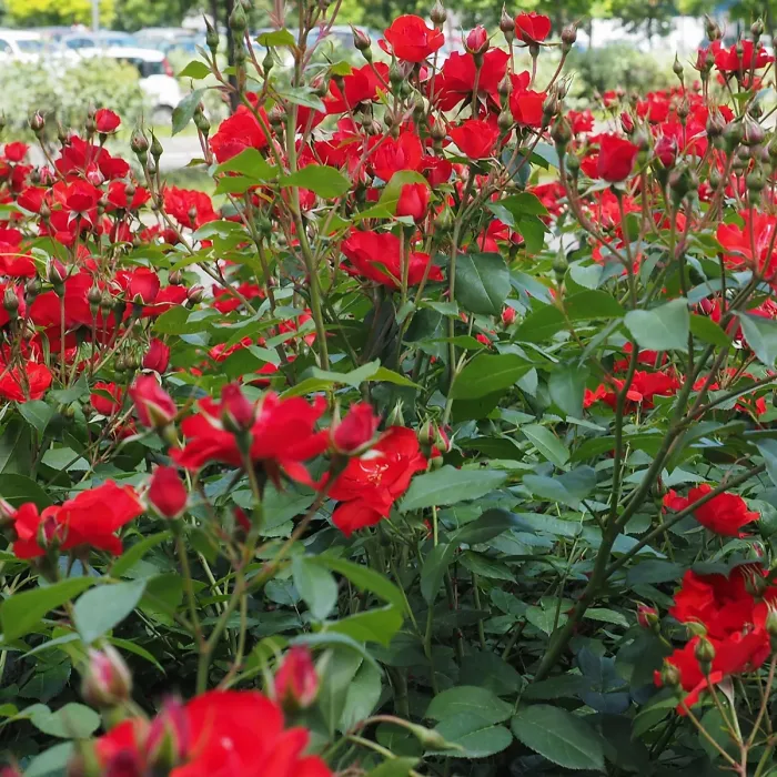 1 x Rose Bush La Sevillana in 3L Pot - Red Summer Autumn Outdoor Compact Shrub Plant for Bedding, Containers or Borders