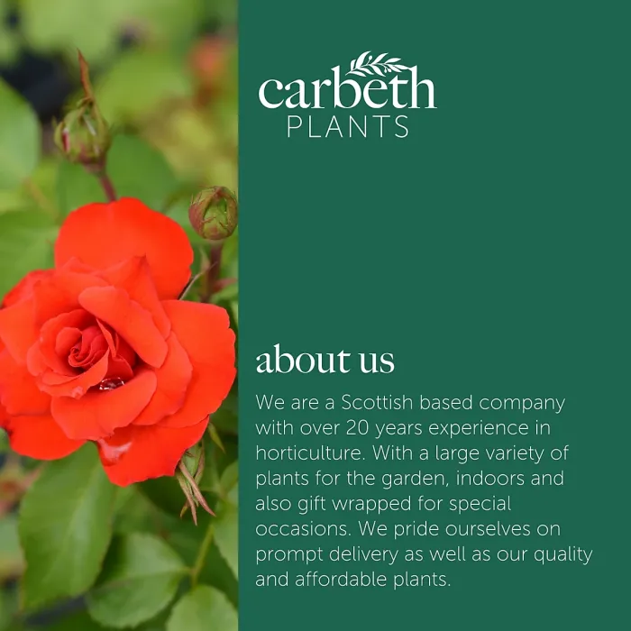 1 x Rose Bush La Sevillana in 3L Pot - Red Summer Autumn Outdoor Compact Shrub Plant for Bedding, Containers or Borders