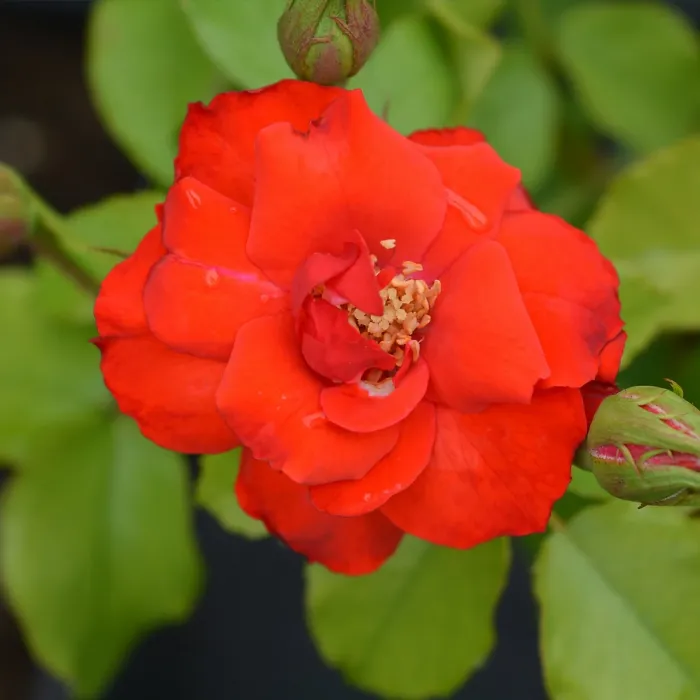 2 x Rose Bush La Sevillana in 3L Pot - Red Summer Autumn Outdoor Compact Shrub Plant for Bedding, Containers or Borders