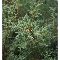 Blue Arizona Cypress Patio Tree in 7L Pot - 1m Lollipop Stem Ornamental Conifer Tree Garden Ready for Containers, Pots and Borders