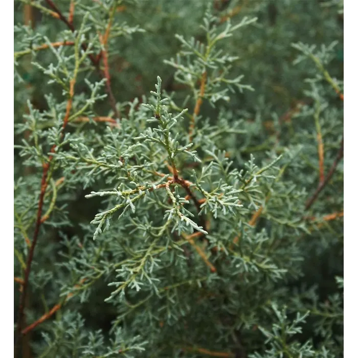 Blue Arizona Cypress Patio Tree in 7L Pot - 1m Lollipop Stem Ornamental Conifer Tree Garden Ready for Containers, Pots and Borders