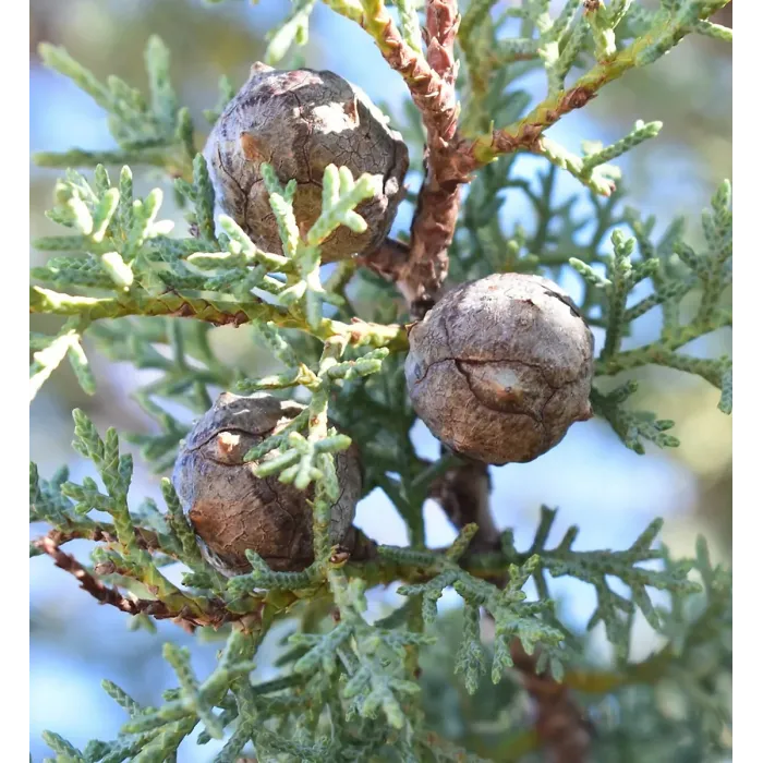 Blue Arizona Cypress Patio Tree in 7L Pot - 1m Lollipop Stem Ornamental Conifer Tree Garden Ready for Containers, Pots and Borders
