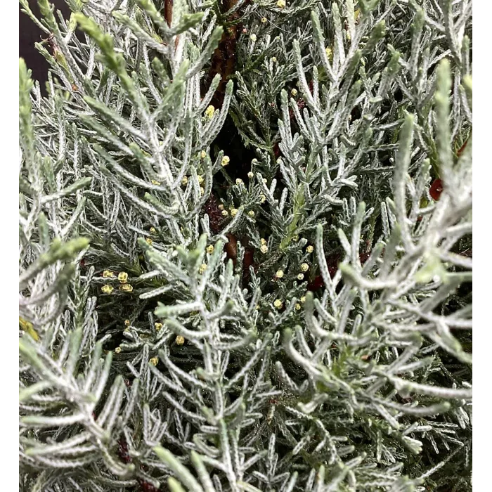 Blue Arizona Cypress Patio Tree in 7L Pot - 1m Lollipop Stem Ornamental Conifer Tree Garden Ready for Containers, Pots and Borders