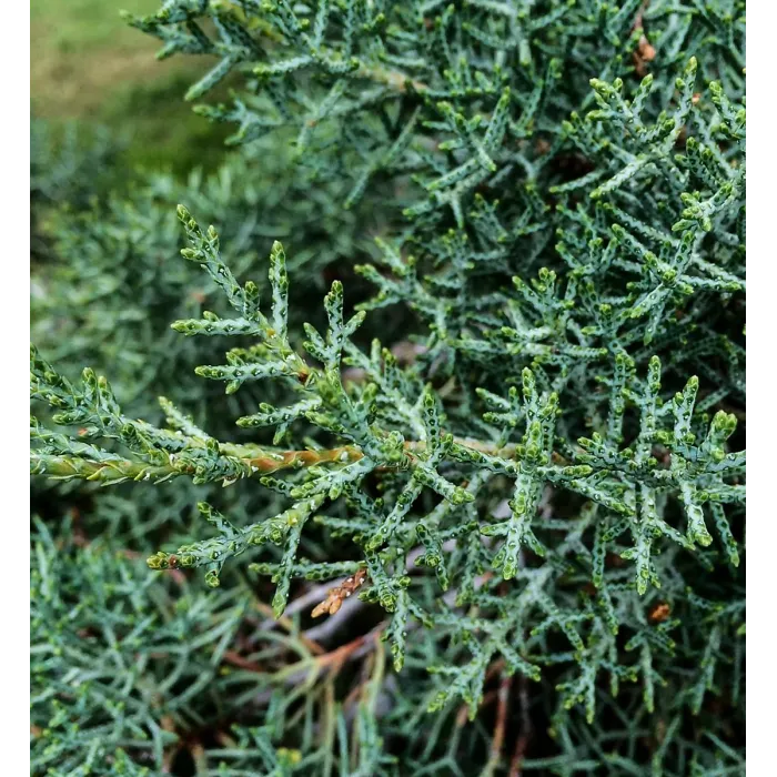 Blue Arizona Cypress Patio Tree in 7L Pot - 1m Lollipop Stem Ornamental Conifer Tree Garden Ready for Containers, Pots and Borders