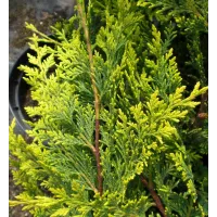 Golden Leyland Castlewellan Cypress Patio Tree in 7L Pot - 1m Lollipop Stem Ornamental Conifer for Containers, Pots and Hedging