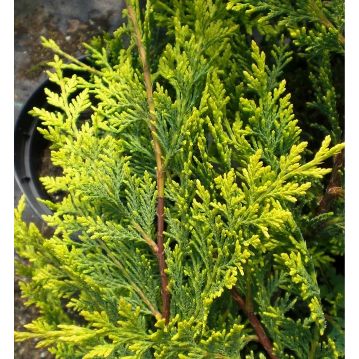 Golden Leyland Castlewellan Cypress Patio Tree in 7L Pot - 1m Lollipop Stem Ornamental Conifer for Containers, Pots and Hedging