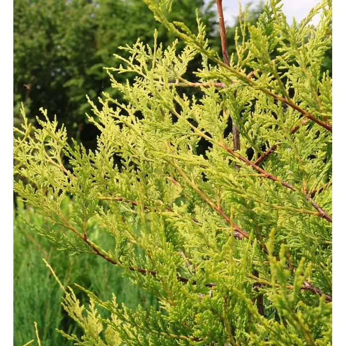Golden Leyland Castlewellan Cypress Patio Tree in 7L Pot - 1m Lollipop Stem Ornamental Conifer for Containers, Pots and Hedging