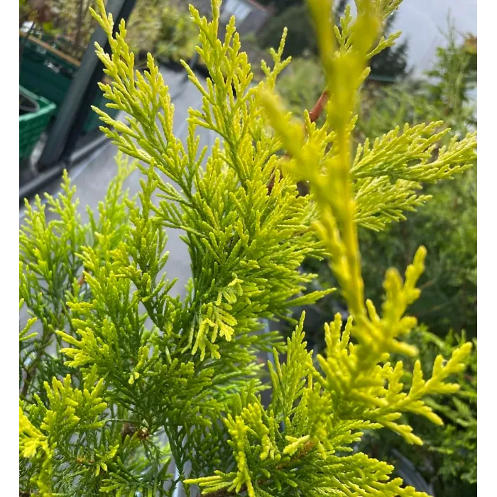 Golden Leyland Castlewellan Cypress Patio Tree in 7L Pot - 1m Lollipop Stem Ornamental Conifer for Containers, Pots and Hedging