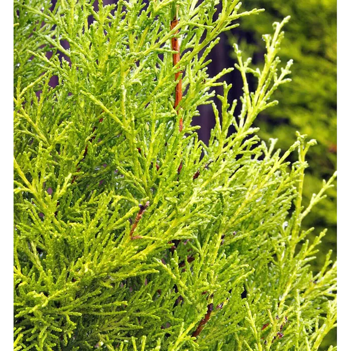 Golden Leyland Castlewellan Cypress Patio Tree in 7L Pot - 1m Lollipop Stem Ornamental Conifer for Containers, Pots and Hedging