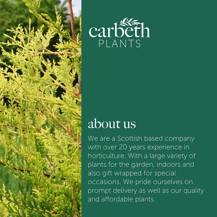 Golden Leyland Castlewellan Cypress Patio Tree in 7L Pot - 1m Lollipop Stem Ornamental Conifer for Containers, Pots and Hedging