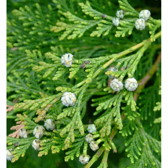 Leylandii cypress Patio Tree in 7L Pot - 1m Lollipop Stem Ornamental Evergreen Hardy Conifer Tree for Containers & Entrances