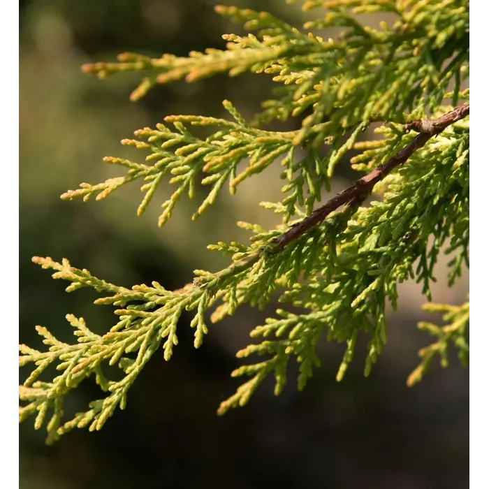 Leylandii cypress Patio Tree in 7L Pot - 1m Lollipop Stem Ornamental Evergreen Hardy Conifer Tree for Containers & Entrances