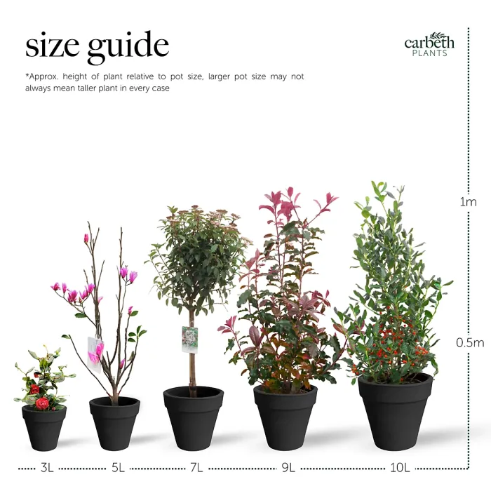 Leylandii cypress Patio Tree in 7L Pot - 1m Lollipop Stem Ornamental Evergreen Hardy Conifer Tree for Containers & Entrances