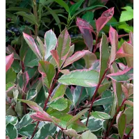 Photinia Fraseri Pink Marble in 9L Pot - 1.3m Christmas Berry Hardy Outdoor Evergreen Shrub - Ideal for Containers & Borders