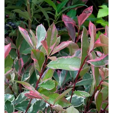 Photinia Fraseri Pink Marble in 9L Pot - 1.3m Christmas Berry Hardy Outdoor Evergreen Shrub - Ideal for Containers & Borders
