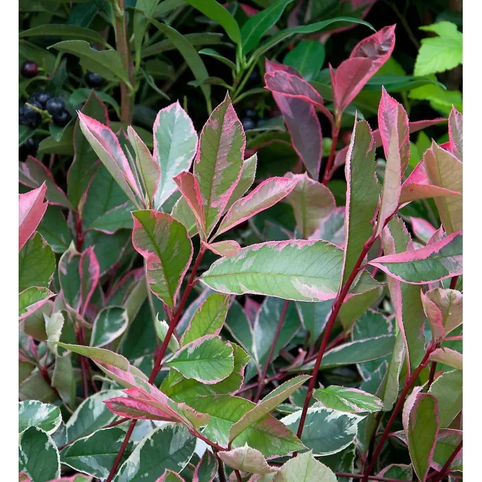 Photinia Fraseri Pink Marble in 9L Pot - 1.3m Christmas Berry Hardy Outdoor Evergreen Shrub - Ideal for Containers & Borders