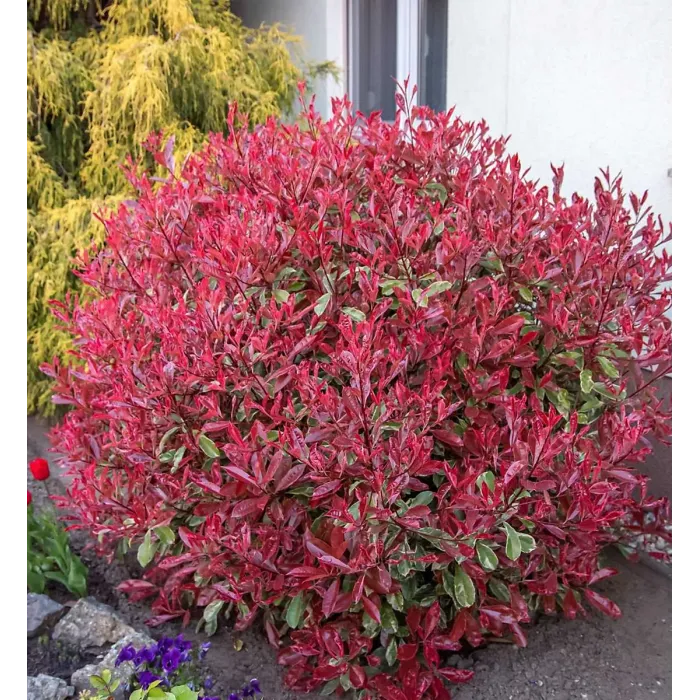Photinia Fraseri Pink Marble in 9L Pot - 1.3m Christmas Berry Hardy Outdoor Evergreen Shrub - Ideal for Containers & Borders