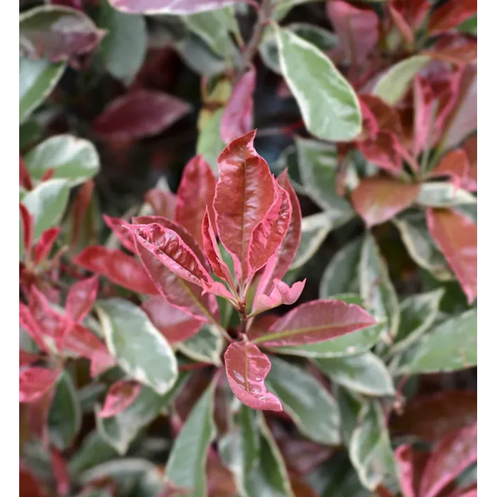 Photinia Fraseri Pink Marble in 9L Pot - 1.3m Christmas Berry Hardy Outdoor Evergreen Shrub - Ideal for Containers & Borders