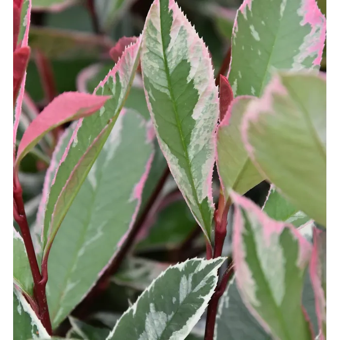 Photinia Fraseri Pink Marble in 9L Pot - 1.3m Christmas Berry Hardy Outdoor Evergreen Shrub - Ideal for Containers & Borders