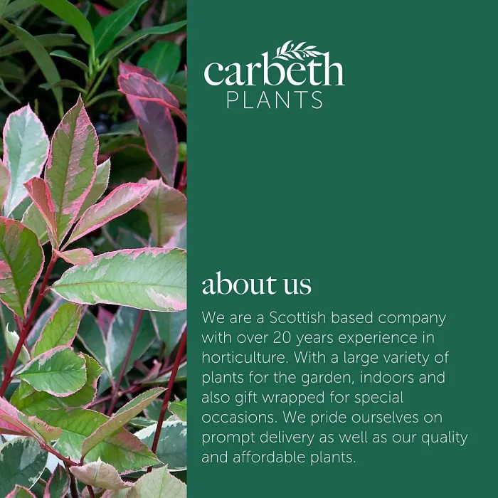 Photinia Fraseri Pink Marble in 9L Pot - 1.3m Christmas Berry Hardy Outdoor Evergreen Shrub - Ideal for Containers & Borders