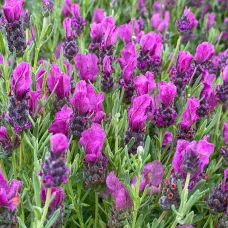 French Lavender Papillon Plant 1 x 1L Pot - Lavandula Compact Hardy Perennial Garden Ready Shrub - Ideal for Borders & Containers