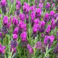 French Lavender Papillon Plant 2 x 1L Pot - Lavandula Compact Hardy Perennial Garden Ready Shrub - Ideal for Borders & Containers