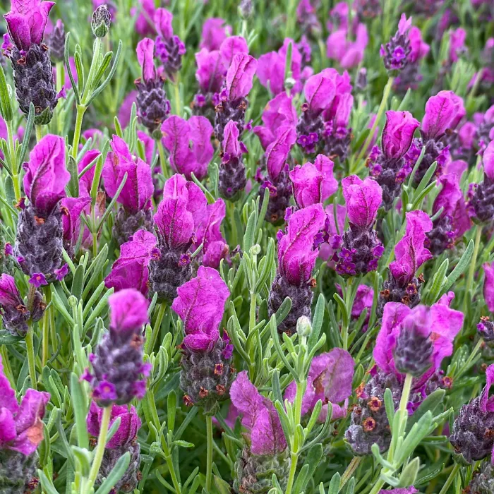 French Lavender Papillon Plant 2 x 1L Pot - Lavandula Compact Hardy Perennial Garden Ready Shrub - Ideal for Borders & Containers