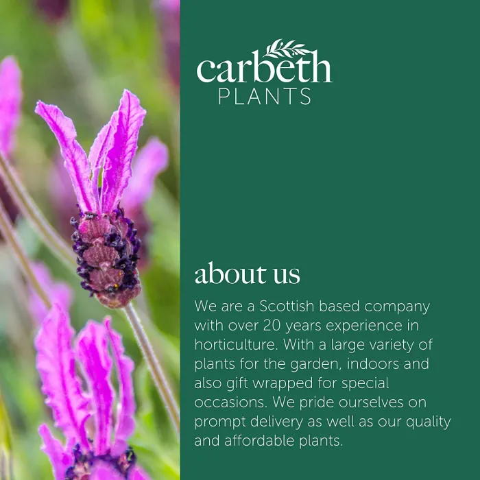 French Lavender Papillon Plant 2 x 1L Pot - Lavandula Compact Hardy Perennial Garden Ready Shrub - Ideal for Borders & Containers