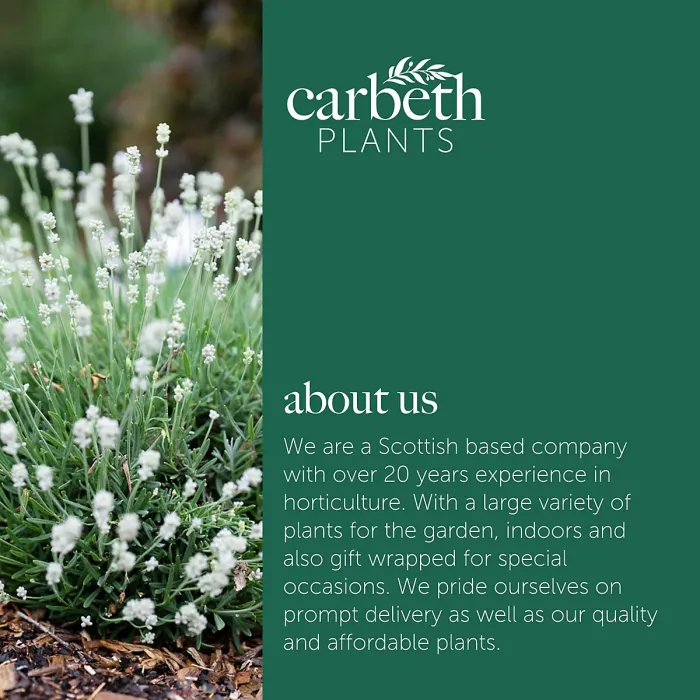 Lavender Angustifolia White 1 x 6 Pack - Easy Grow English Lavender Hardy Perennials - Ideal for Beds, Borders, Containers & Pots