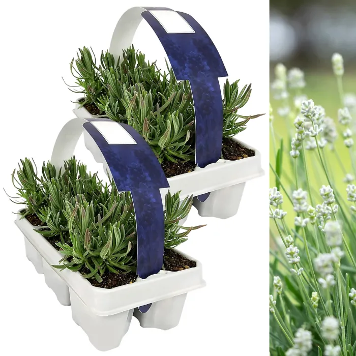 Lavender Angustifolia White 2 x 6 Pack - Easy Grow English Lavender Hardy Perennials - Ideal for Beds, Borders, Containers & Pots
