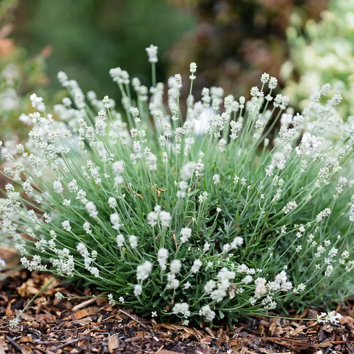 Lavender Angustifolia White 2 x 6 Pack - Easy Grow English Lavender Hardy Perennials - Ideal for Beds, Borders, Containers & Pots