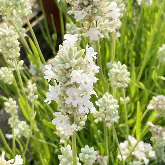 Lavender Angustifolia White 2 x 6 Pack - Easy Grow English Lavender Hardy Perennials - Ideal for Beds, Borders, Containers & Pots