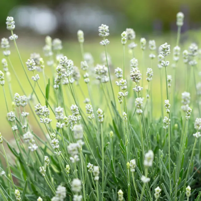 Lavender Angustifolia White 2 x 6 Pack - Easy Grow English Lavender Hardy Perennials - Ideal for Beds, Borders, Containers & Pots