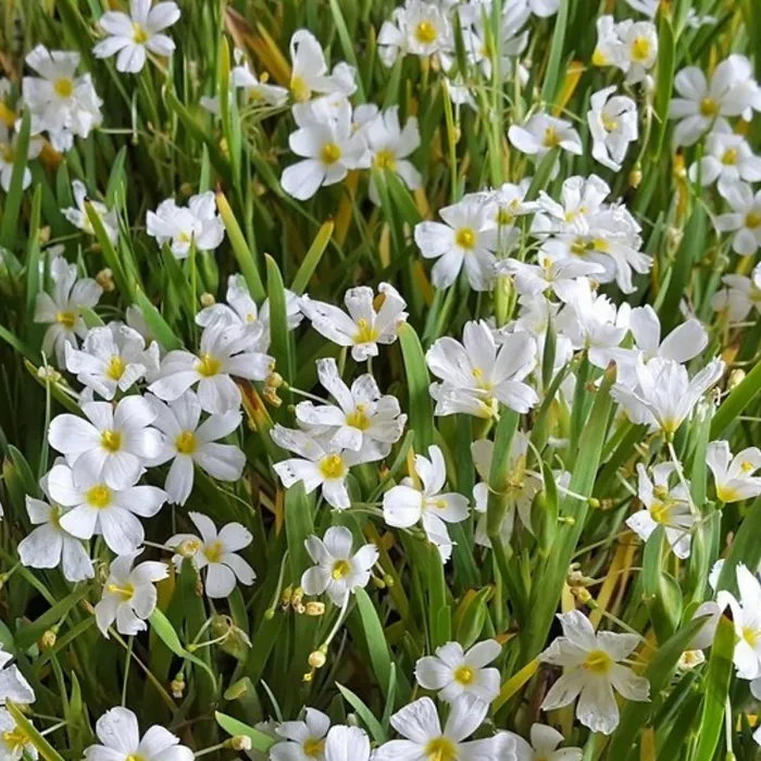 Sisyrinchium Iceberg Plant 1 x 9cm Pot - Blue Eyed Grass Hardy Semi Evergreen Perennial for Borders, Gravel Gardens & Containers