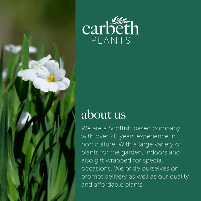 Sisyrinchium Iceberg Plant 1 x 9cm Pot - Blue Eyed Grass Hardy Semi Evergreen Perennial for Borders, Gravel Gardens & Containers