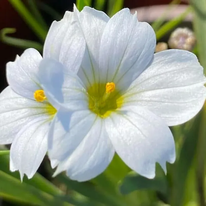 Sisyrinchium Iceberg Plant 2 x 9cm Pot - Blue Eyed Grass Hardy Semi Evergreen Perennial for Borders, Gravel Gardens & Containers