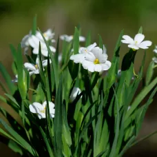 Sisyrinchium Iceberg Plant 3 x 9cm Pot - Blue Eyed Grass Hardy Semi Evergreen Perennial for Borders, Gravel Gardens & Containers