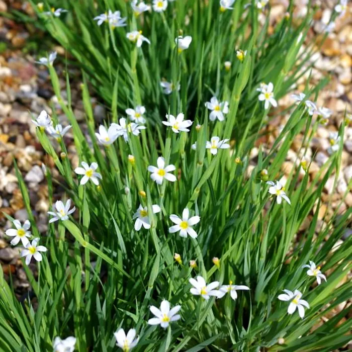 Sisyrinchium Iceberg Plant 3 x 9cm Pot - Blue Eyed Grass Hardy Semi Evergreen Perennial for Borders, Gravel Gardens & Containers