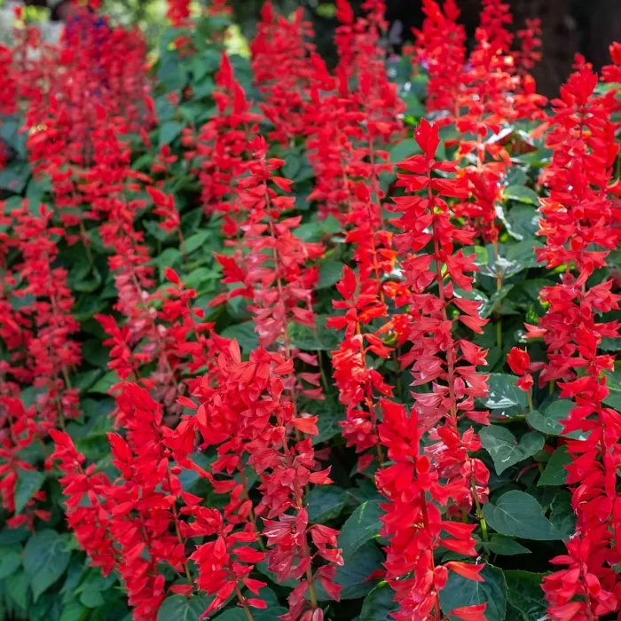 Salvia Red Bedding Plants 1 x 6 Pack - Bright Hardy Annual Easy to Grow Garden Ready Flowers for Borders, Pots & Containers