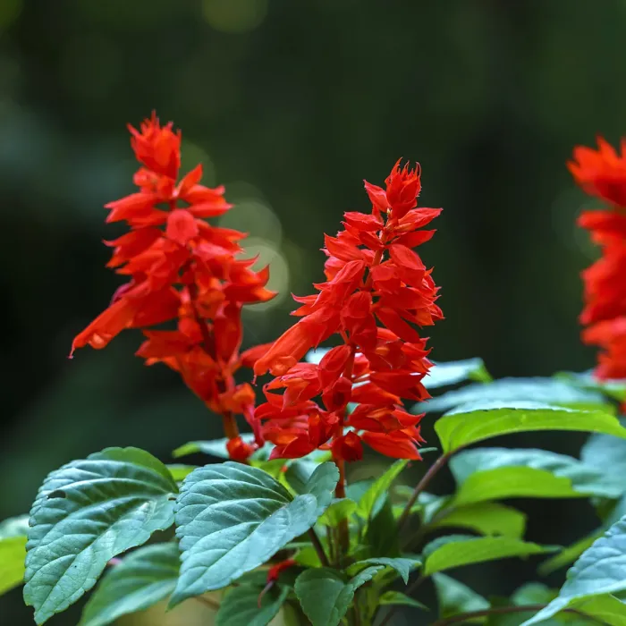 Salvia Red Bedding Plants 1 x 6 Pack - Bright Hardy Annual Easy to Grow Garden Ready Flowers for Borders, Pots & Containers